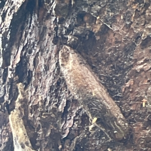 Chelepteryx collesi at Casey, ACT - 7 May 2023 10:18 AM