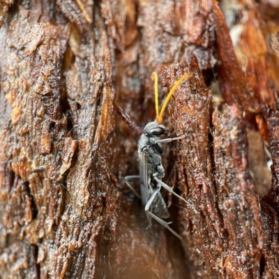 Fabriogenia sp. (genus) (Spider wasp) at Casey, ACT - 30 Apr 2023 by Hejor1