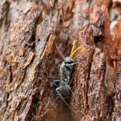 Fabriogenia sp. (genus) at Casey, ACT - 30 Apr 2023 01:43 PM