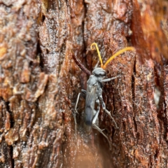 Fabriogenia sp. (genus) at Casey, ACT - 30 Apr 2023 01:43 PM