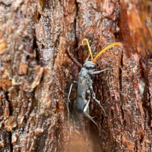 Fabriogenia sp. (genus) at Casey, ACT - 30 Apr 2023