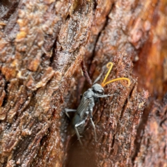 Fabriogenia sp. (genus) at Casey, ACT - 30 Apr 2023