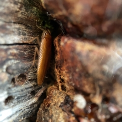 Robshelfordia circumducta (Shelford's Variable Cockroach) at Casey, ACT - 30 Apr 2023 by Hejor1