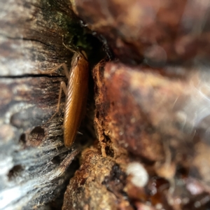 Robshelfordia circumducta at Casey, ACT - 30 Apr 2023 01:42 PM