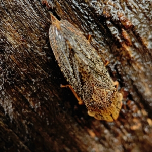 Stenocotis depressa at Casey, ACT - 30 Apr 2023 01:37 PM