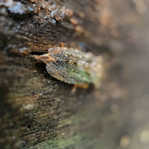 Stenocotis depressa at Casey, ACT - 30 Apr 2023 01:37 PM