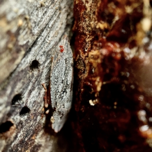 Stenocotis depressa at Casey, ACT - 30 Apr 2023 01:37 PM