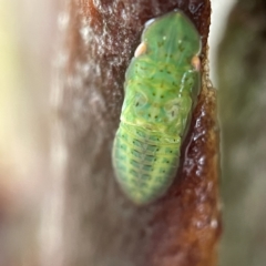 Ledrinae (subfamily) (A Flat-headed Leafhopper) at Casey, ACT - 30 Apr 2023 by Hejor1