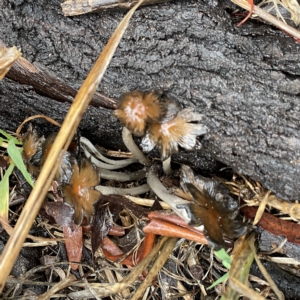 Coprinellus etc. at Casey, ACT - 30 Apr 2023