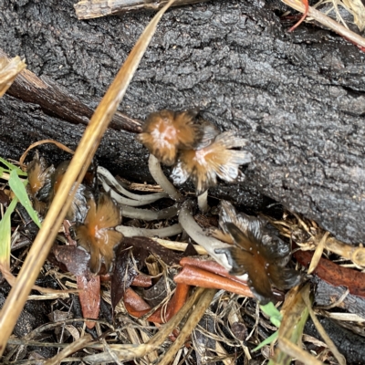 Coprinellus etc. (An Inkcap) at Casey, ACT - 30 Apr 2023 by Hejor1