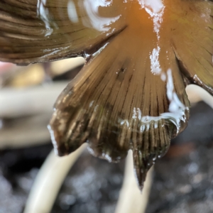 Coprinellus etc. at Casey, ACT - 30 Apr 2023