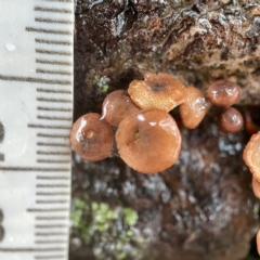 Unidentified Cap on a stem; gills below cap [mushrooms or mushroom-like] at Casey, ACT - 30 Apr 2023 by Hejor1