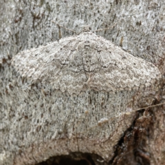 Psilosticha absorpta (Fine-waved Bark Moth) at Casey, ACT - 30 Apr 2023 by Hejor1