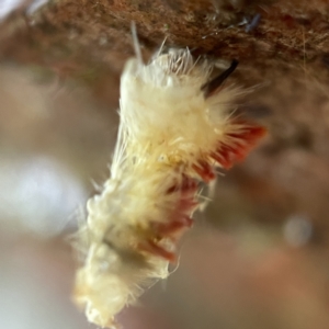 Trichiocercus sparshalli at Casey, ACT - 30 Apr 2023