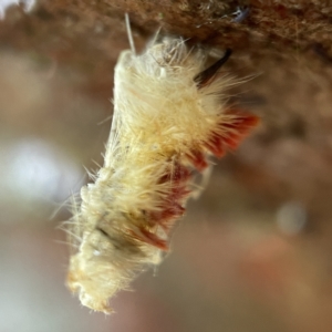 Trichiocercus sparshalli at Casey, ACT - 30 Apr 2023