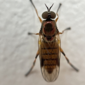 Australoactina sp. (genus) at Casey, ACT - 30 Apr 2023 12:49 PM