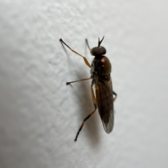 Australoactina sp. (genus) at Casey, ACT - 30 Apr 2023 12:49 PM