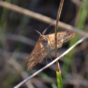 Scopula rubraria at Cook, ACT - 25 Apr 2023