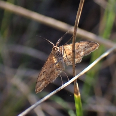 Scopula rubraria (Reddish Wave, Plantain Moth) at Mount Painter - 25 Apr 2023 by CathB