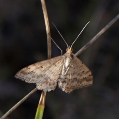 Scopula rubraria at Cook, ACT - 25 Apr 2023