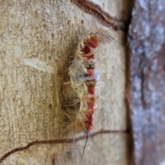 Trichiocercus sparshalli (Sparshall's Moth) at Aranda Bushland - 27 Apr 2023 by CathB