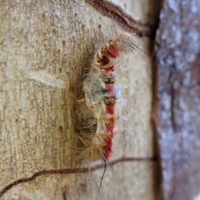 Trichiocercus sparshalli (Sparshall's Moth) at Molonglo Valley, ACT - 27 Apr 2023 by CathB