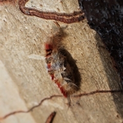 Trichiocercus sparshalli at Molonglo Valley, ACT - 27 Apr 2023