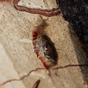 Trichiocercus sparshalli at Molonglo Valley, ACT - 27 Apr 2023 05:12 PM