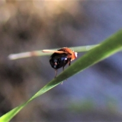 Sapromyza sp. (genus) (A lauxaniid fly) at Aranda, ACT - 22 Apr 2023 by CathB