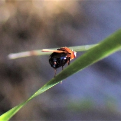 Sapromyza sp. (genus) (A lauxaniid fly) at Point 4081 - 22 Apr 2023 by CathB