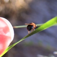 Sapromyza sp. (genus) at Aranda, ACT - 22 Apr 2023