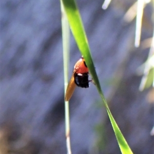 Sapromyza sp. (genus) at Aranda, ACT - 22 Apr 2023