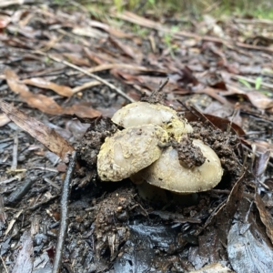 zz agaric (stem; gill colour unknown) at Marysville, VIC - 12 Apr 2023 08:12 AM