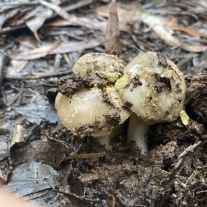 zz agaric (stem; gill colour unknown) at Marysville, VIC - 12 Apr 2023 08:12 AM