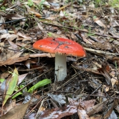 Unidentified Cap on a stem; gills below cap [mushrooms or mushroom-like] at Marysville, VIC - 11 Apr 2023 by 1pepsiman