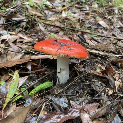 Unidentified Cap on a stem; gills below cap [mushrooms or mushroom-like] at Marysville, VIC - 11 Apr 2023 by 1pepsiman