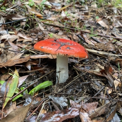 Amanita muscaria at Marysville, VIC - 12 Apr 2023 by 1pepsiman