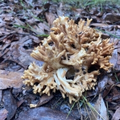 Ramaria sp. (genus) (A Coral fungus) at Marysville, VIC - 12 Apr 2023 by 1pepsiman