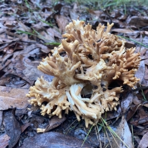 Ramaria sp. at Marysville, VIC - 12 Apr 2023 08:00 AM