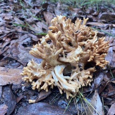 Unidentified Coralloid fungus, markedly branched at Marysville, VIC - 11 Apr 2023 by 1pepsiman