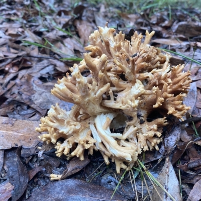 Ramaria capitata ochraceosalmonicolor at Marysville, VIC - 11 Apr 2023 by 1pepsiman