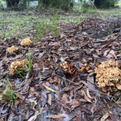 Ramaria sp. at Marysville, VIC - 12 Apr 2023 08:00 AM