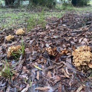 Ramaria sp. at Marysville, VIC - 12 Apr 2023 08:00 AM