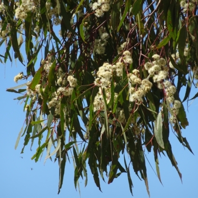 Eucalyptus bridgesiana (Apple Box) at Molonglo Valley, ACT - 27 Apr 2023 by AndyRussell
