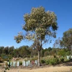 Eucalyptus bridgesiana at National Arboretum Forests - 27 Apr 2023