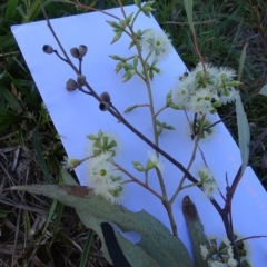 Eucalyptus bridgesiana at National Arboretum Forests - 27 Apr 2023