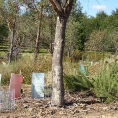 Eucalyptus bridgesiana at National Arboretum Forests - 27 Apr 2023