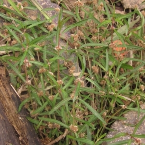 Alternanthera denticulata at Melba, ACT - 1 Apr 2023