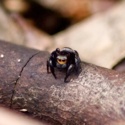 Euophryinae sp.(Undescribed) (subfamily) at ANBG - 28 Apr 2023 by KorinneM