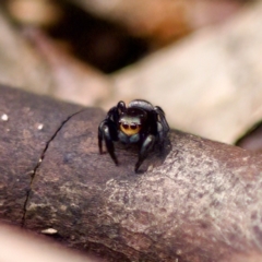 Unidentified Jumping or peacock spider (Salticidae) at Acton, ACT - 28 Apr 2023 by KorinneM